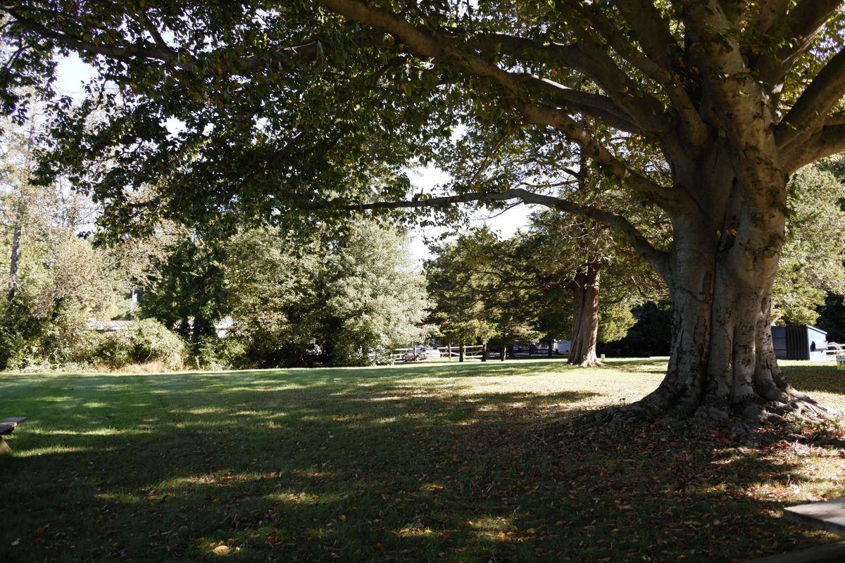 Shaded lawn under the old beech tree at Newark Nature School, Newark, DE