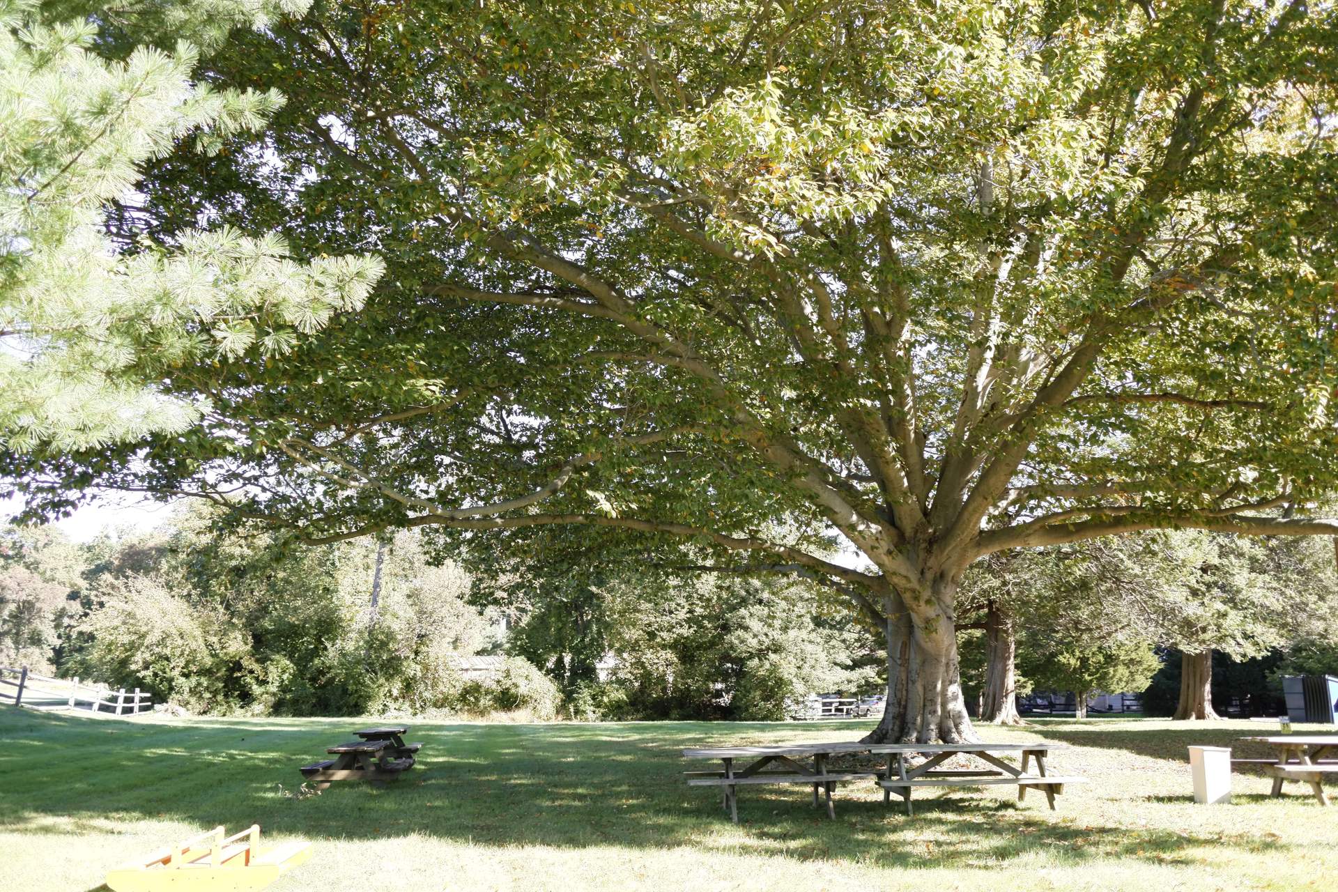 Open play field under an old beech tree at Newark Nature School in Newark, DE
